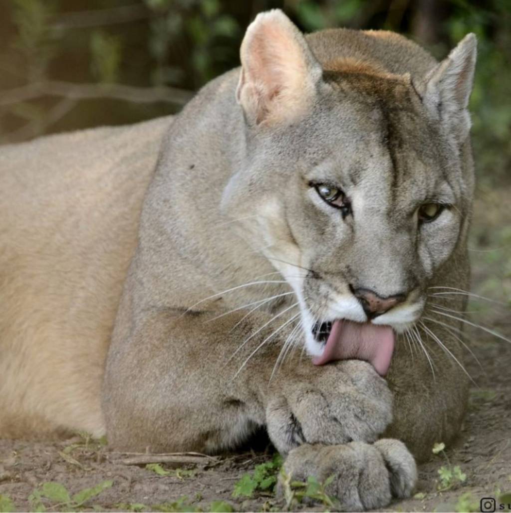 La Reserva Pumakawa busca voluntarios para este&nbsp;verano
