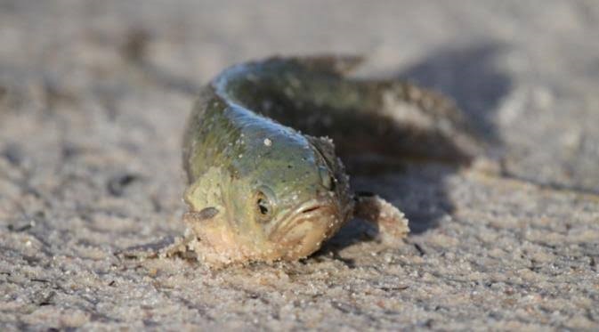 Perca Trepadora: el ‘super-pez’ que camina y respira fuera del&nbsp;agua