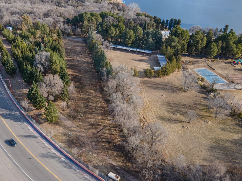 Tala del pinar: ilegalidad, mentiras y&nbsp;desidia