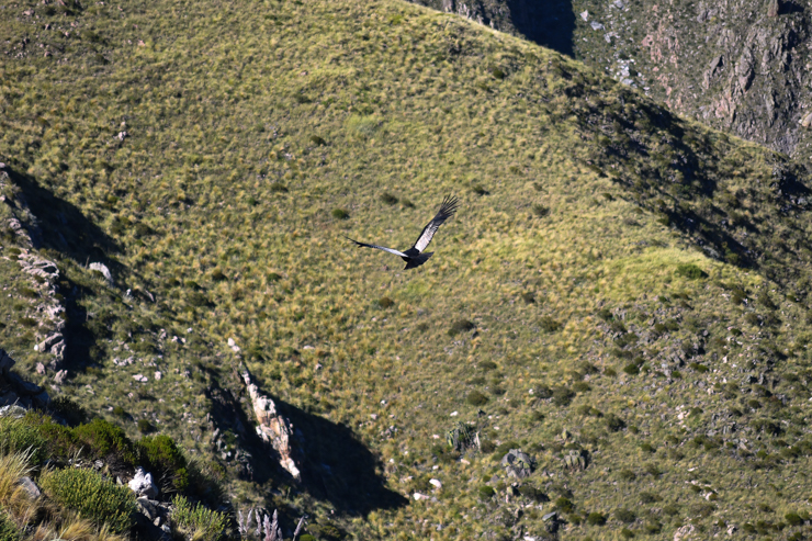 Pullec Antu, el cóndor andino que volvió a volar los cielos&nbsp;puntanos